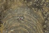 Polished Fossil Rugose Coral Slab - Morocco #276085-1